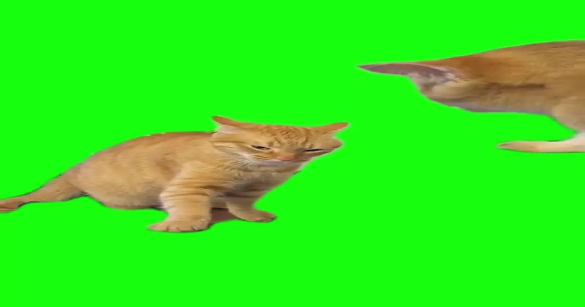 2 Angry Cats Green Screen Meme Download Video