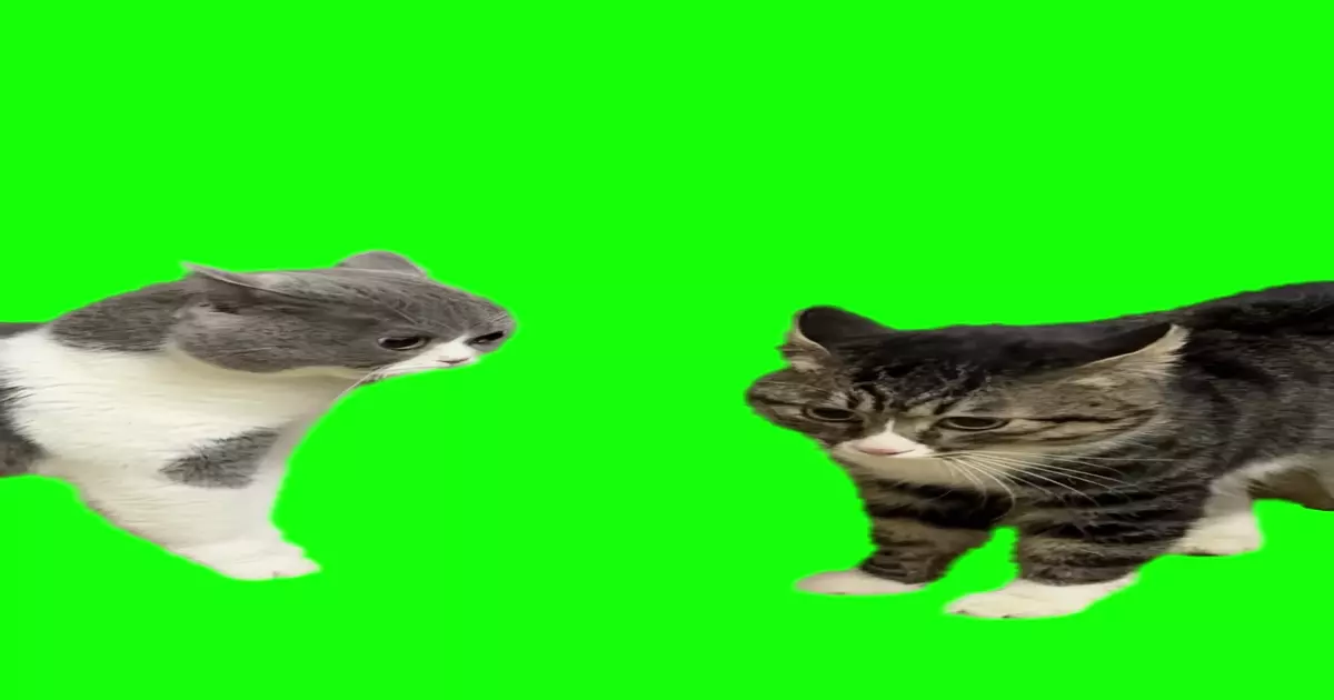 2 Cats Angry At Each Other Meme Download Video