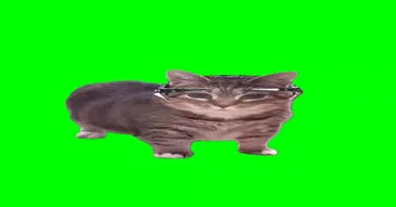 Oiia Oiia Cat Meme Download | Video & Audio Meme Video