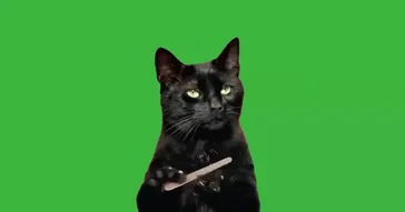 A Cat Is Filing Its Nails Meme Video