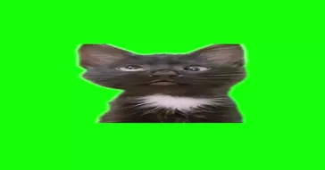 Agh Agh Cat Meme Video