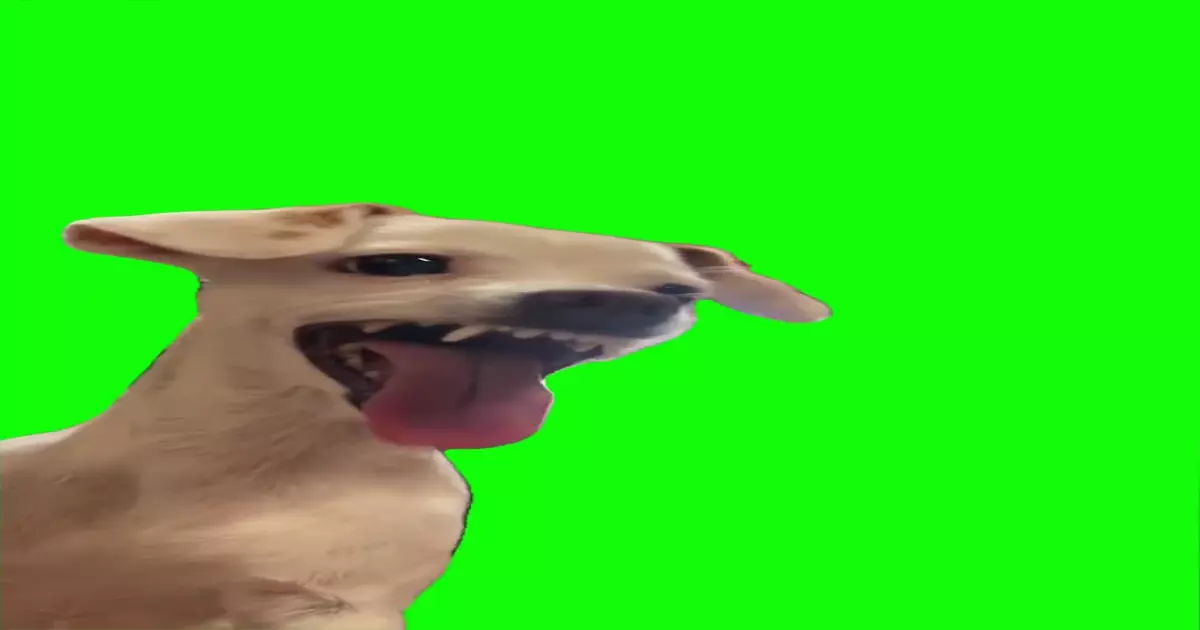 Ahhh Haha Dog Green Screen Meme Download Video