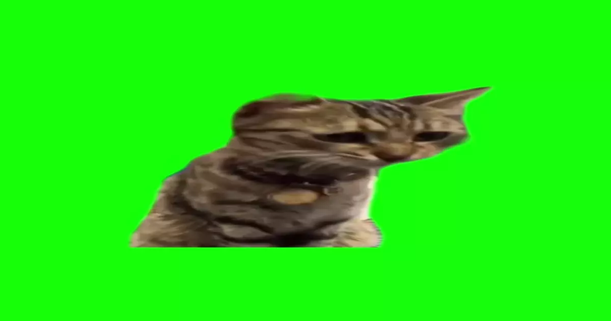 Air Hotdog Cat Meme Download Video