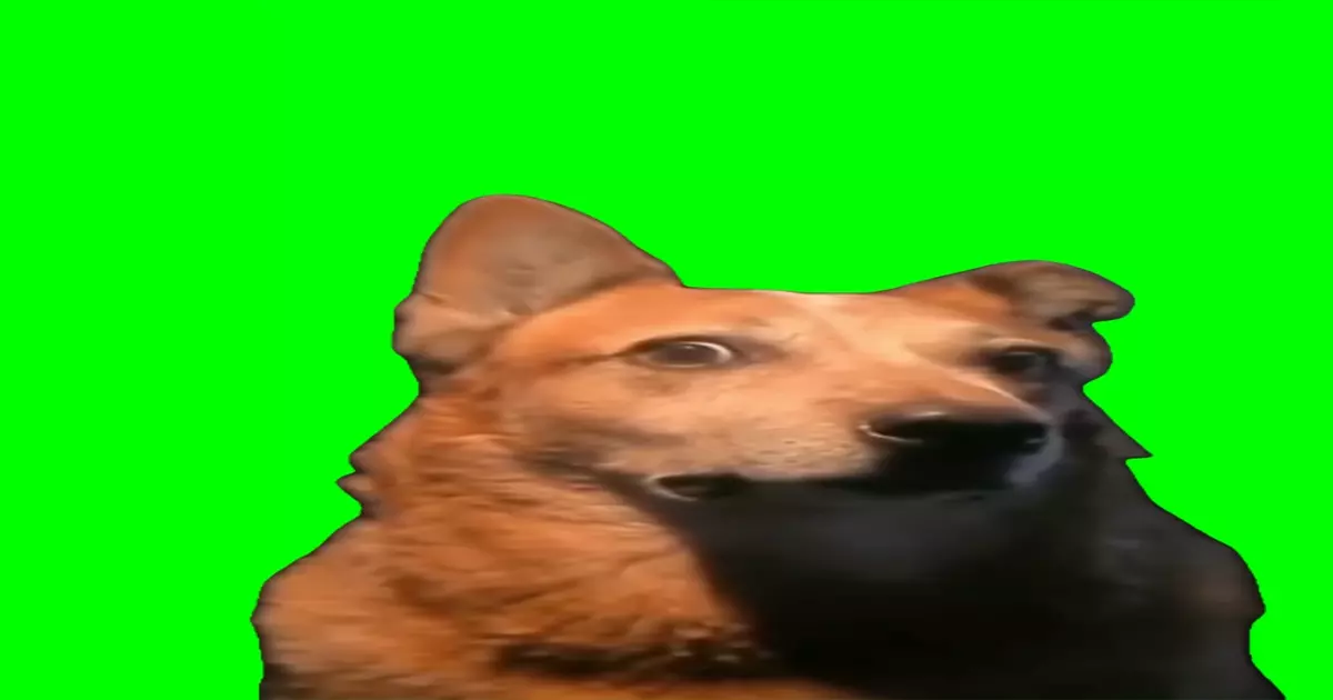 Akward Dog Green Screen Meme Download Video