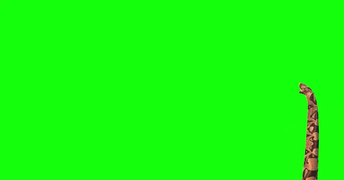 Anaconda Big Snake Green Screen Meme Download Video