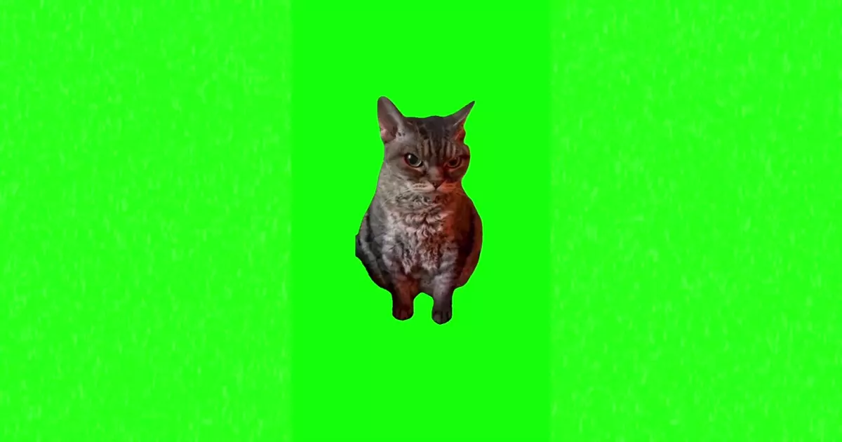 Angry Cat Meme Download Video