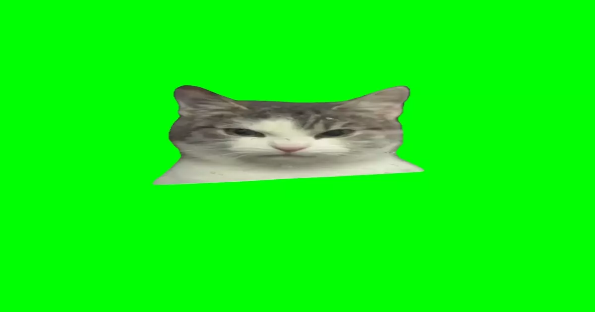 Angry Cat Staring Green Screen Meme Download Video