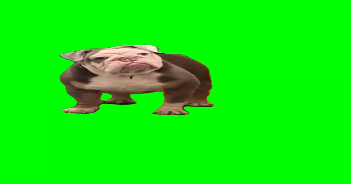 Angry Doggie Meme Download Video