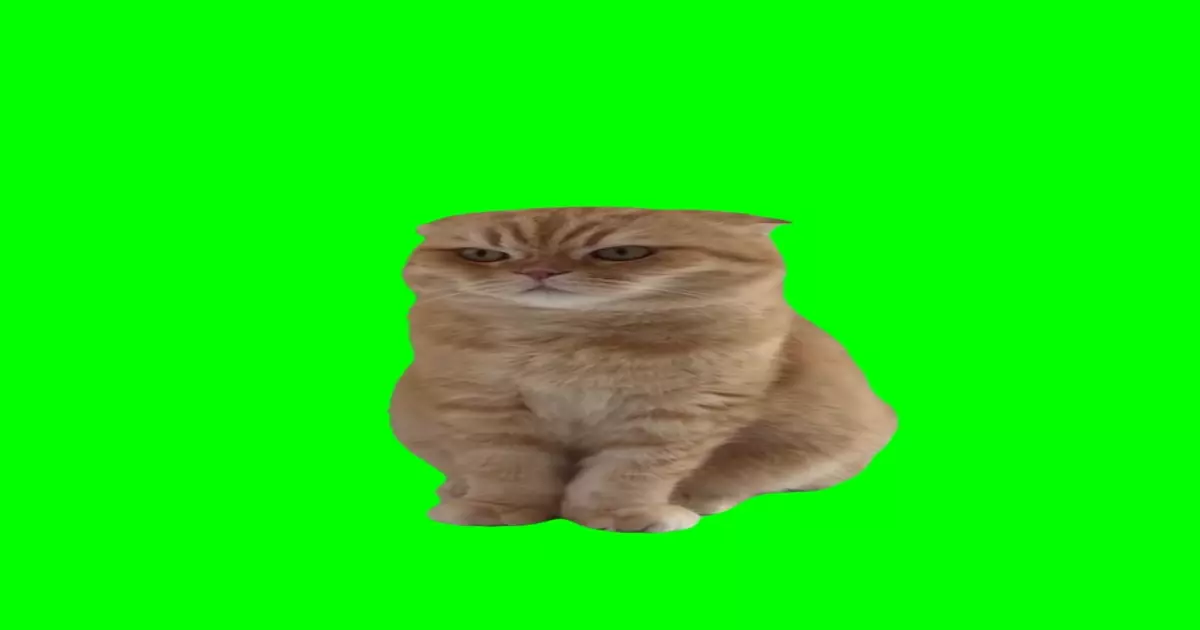 Annoyed Cat Meme Download Video