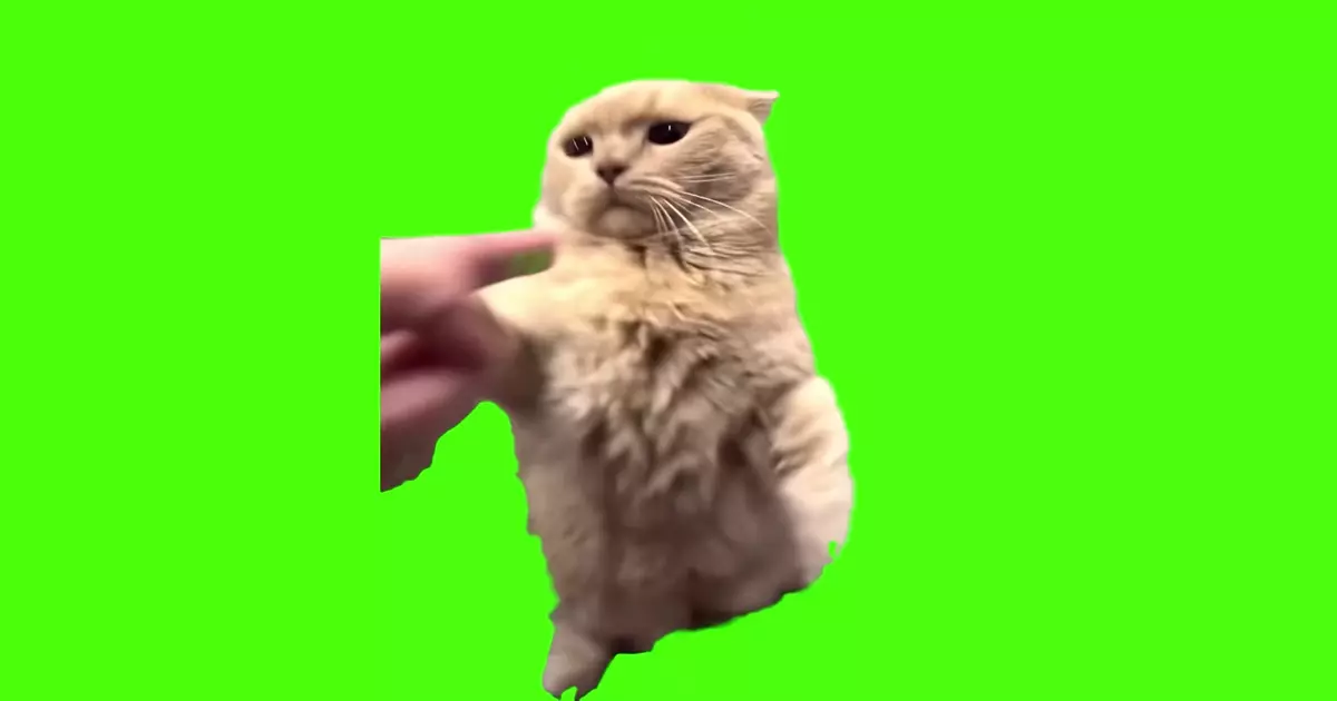 Annoyed Kitty Green Screen Meme Download Video