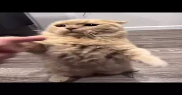 Not Ammused Meme Download | Video & Audio Meme Video