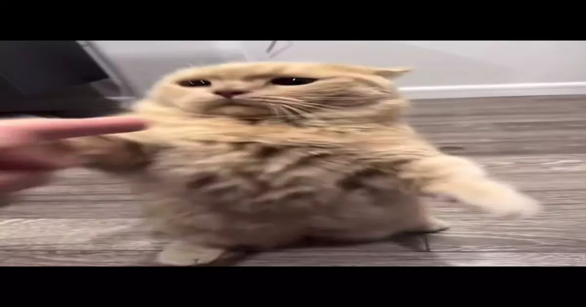 Annoyed Kitty Meme Download Video