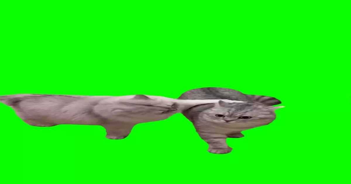 Arguing Cats Meme Download Video