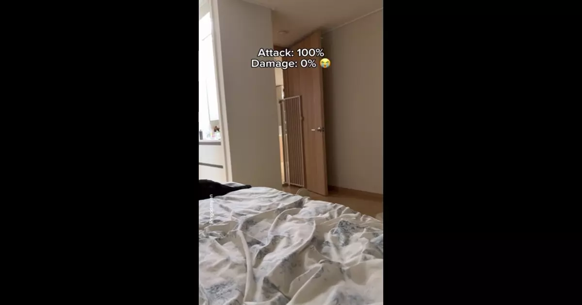 Atteck Cat Funny Meme Download Video