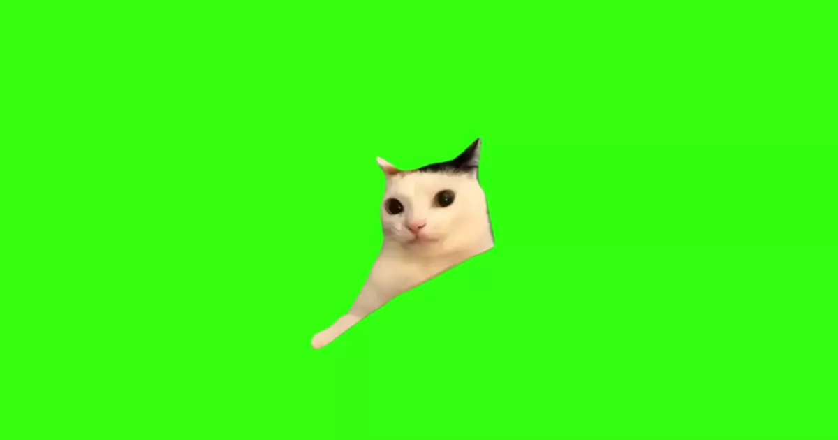 Awkward Cat Meme Download Video