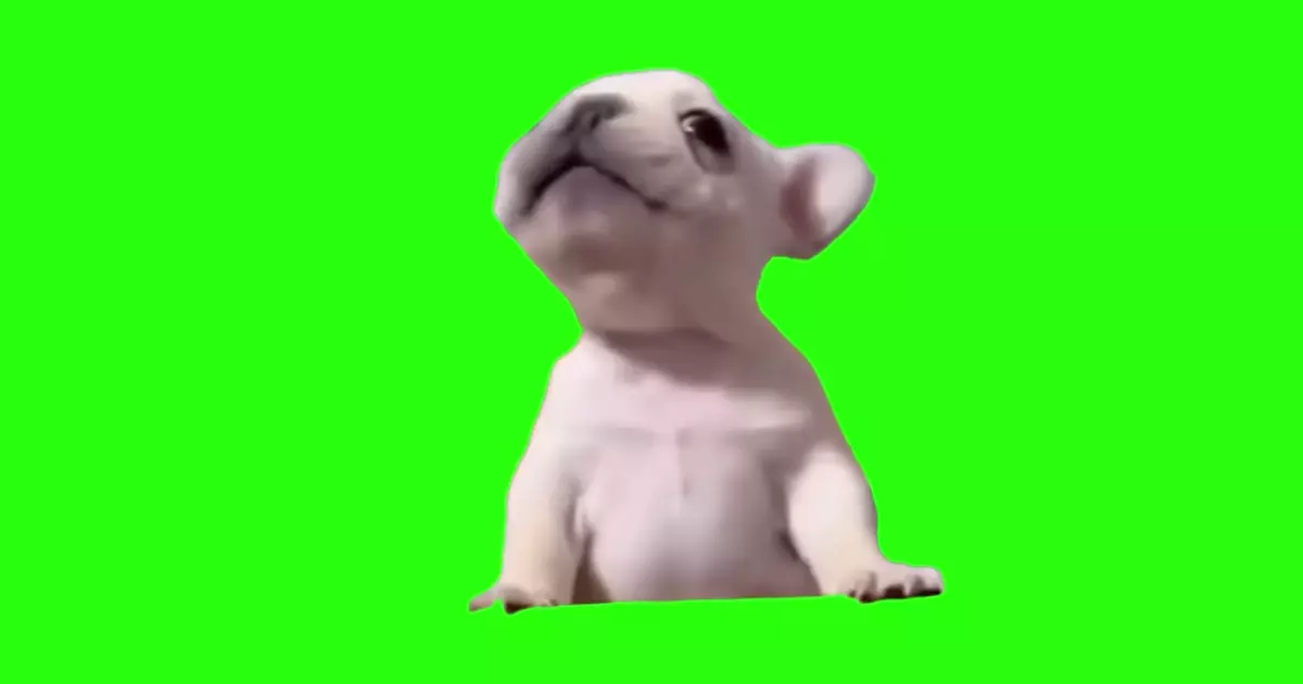 Baby Dog Green Screen Meme Download Video