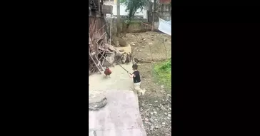 Latest Ai Baby Funny Interview Baby Copyright Free Meme Download Latest Ai Baby Funny Interview Baby Copyright Free Meme Download Video