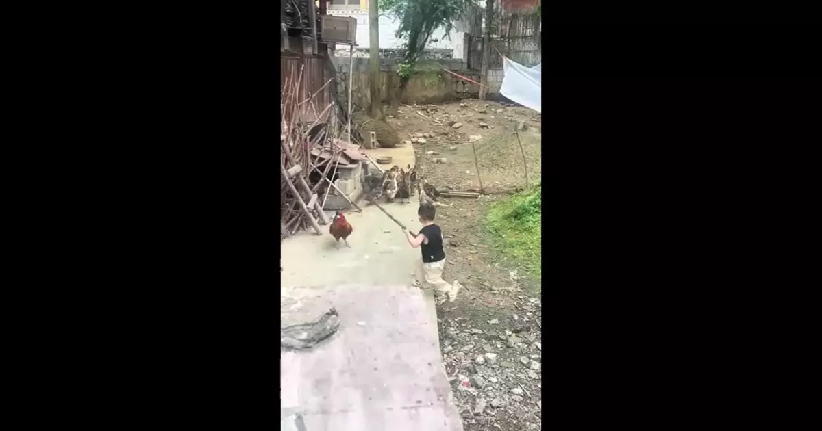 Baby Funny Video With Hen Funny Meme Download Video
