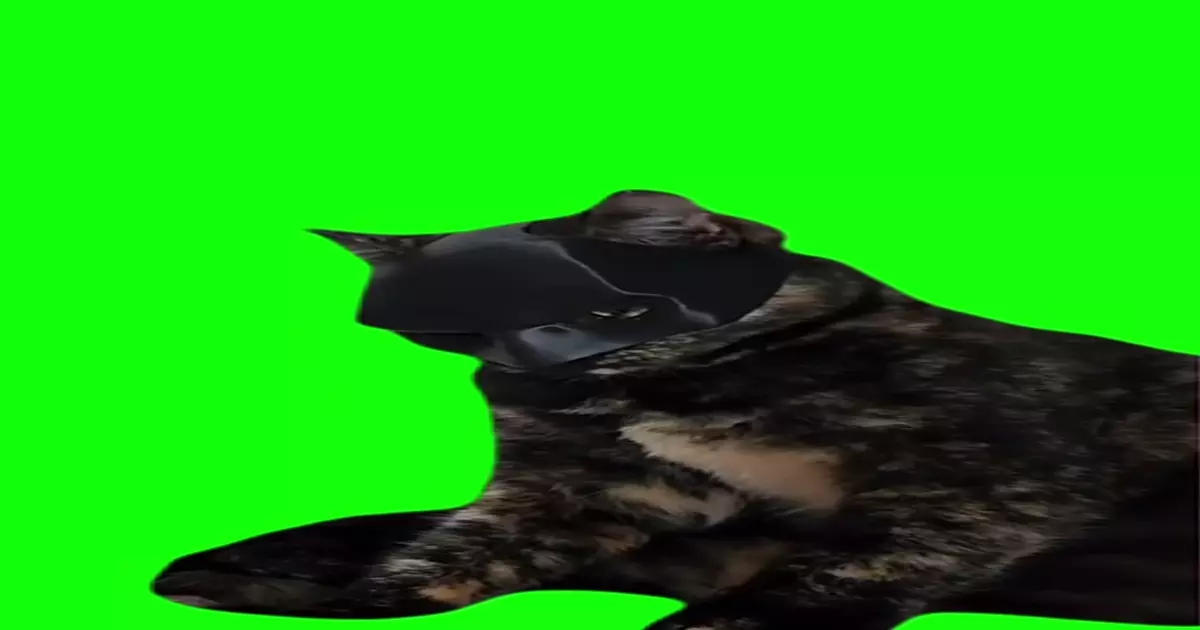 Batman Cat Meme Download Video