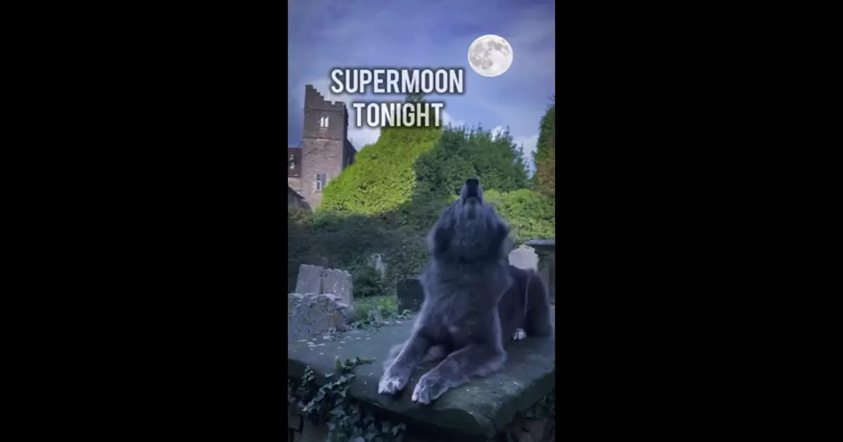 Beaver Moon Meme Download Video