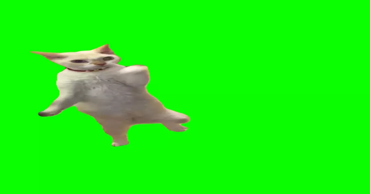Begging Cat Meme Download Video