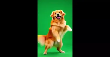 Big Orange Dog Dancing Green Screen Video