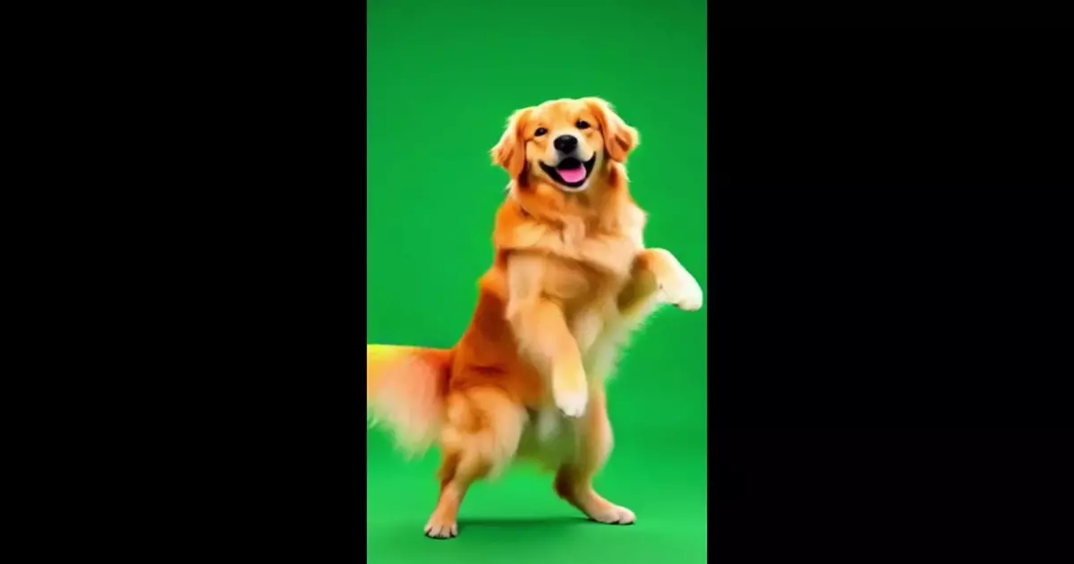 Big Orange Dog Dancing Green Screen Meme Download Video