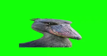 Birds Green Screen Meme Download | Video & Audio Meme Video