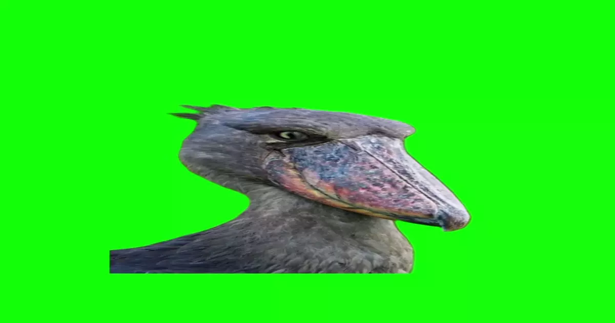 Bird Stare Green Screen Meme Download Video