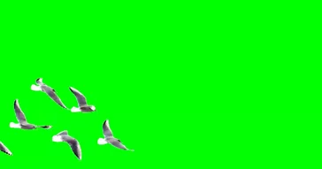 Bird Screams Assalam Aleykum Green Screen Meme Download Video
