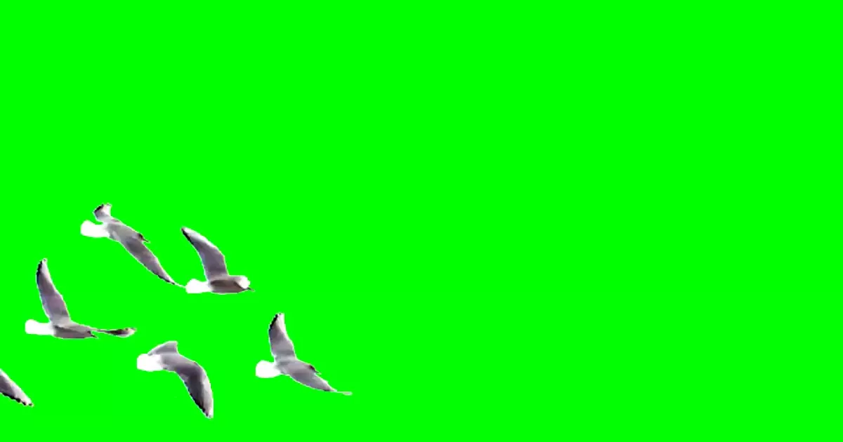 Birds Green Screen Meme Download Video