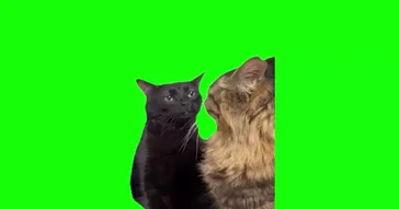 Black Cat Zoning Out Green Screen Meme Video