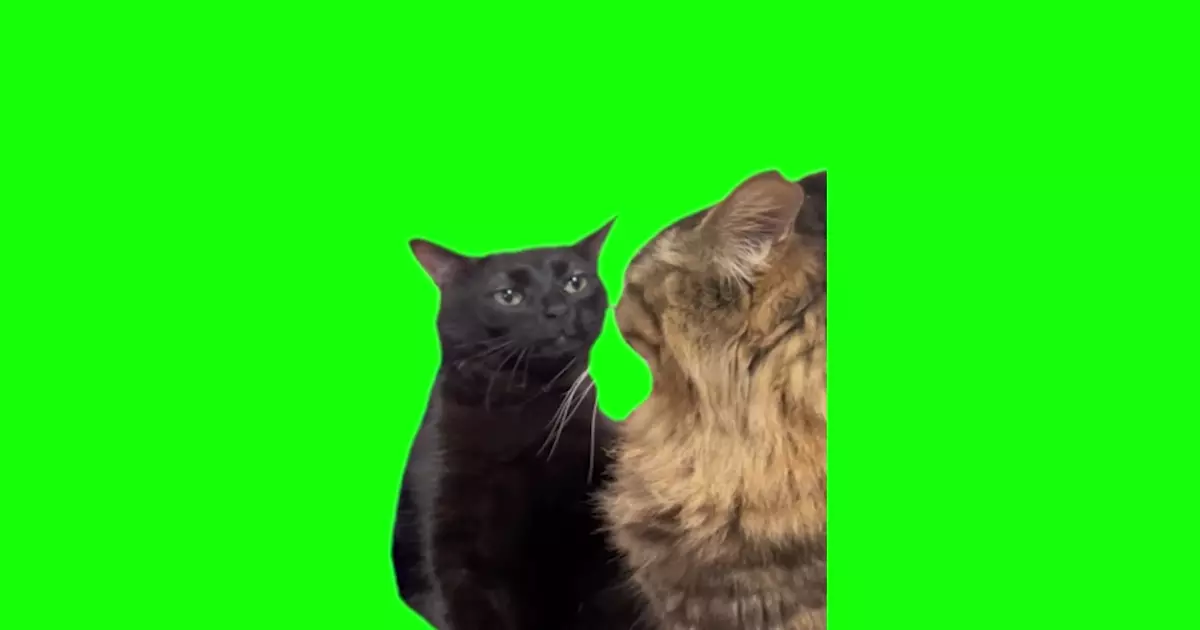 Black Cat Zoning Out Green Screen Meme Download Video