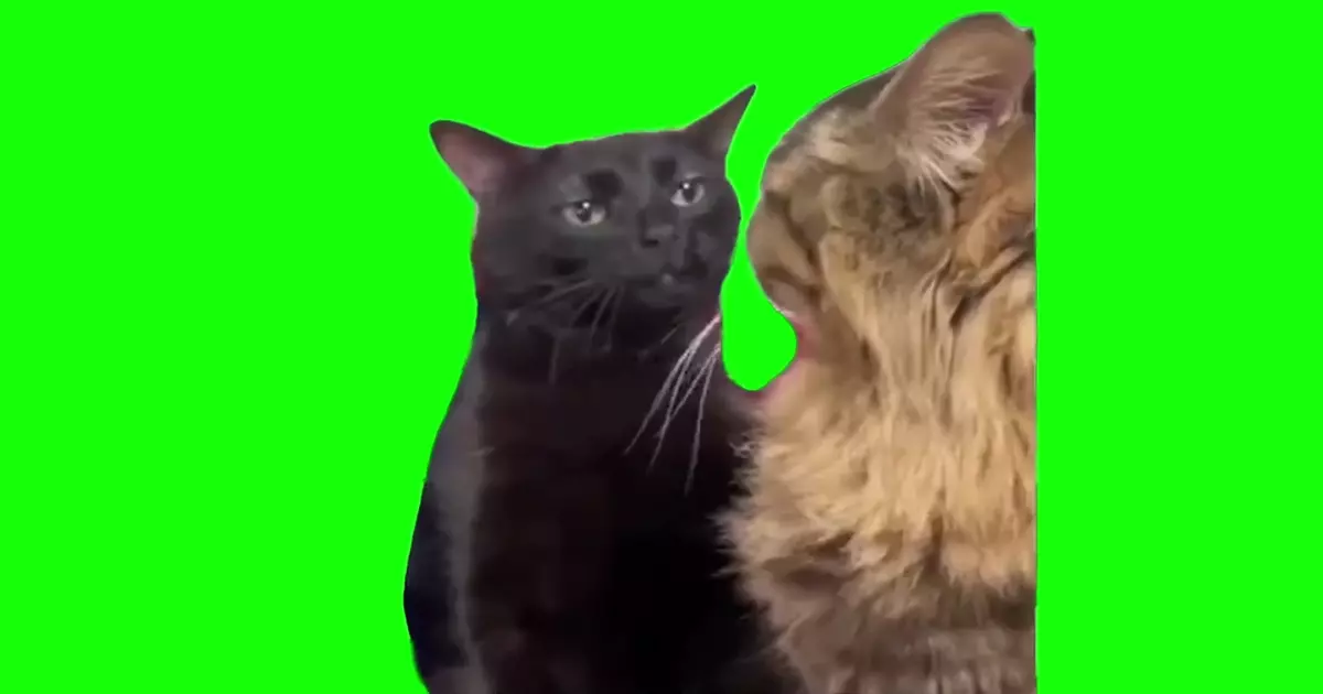 Black Cat Zoning Out Meme Download Video