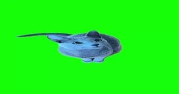 Colored Eyes Cat Meme Download | Video & Audio Meme Video