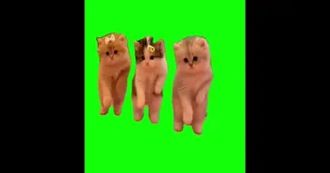 Boo Dance Trend Kittens Green Screen Meme Boo Dance Trend Kittens Green Screen Meme Video