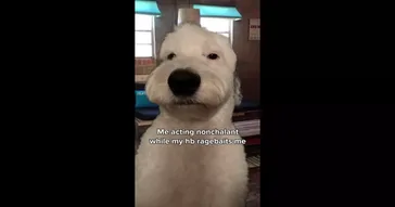 Brian Griffin In Real Life Green Screen Meme Video