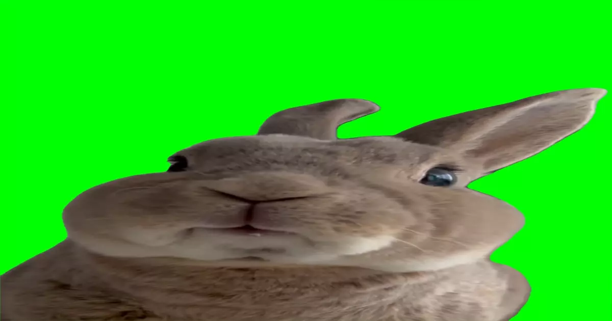 Bunny Chewing Green Screen Meme Download Video