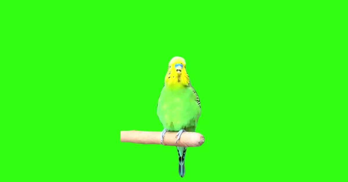 Burping Parrot Meme Download Video