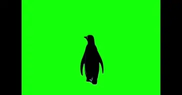 But Why Penguin Green Screen Meme But Why Penguin Green Screen Meme Video
