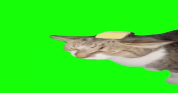 Butter Cat Cat With The Butter Green Screen Meme Video