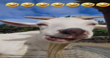 Cabra Masticando Meme Video