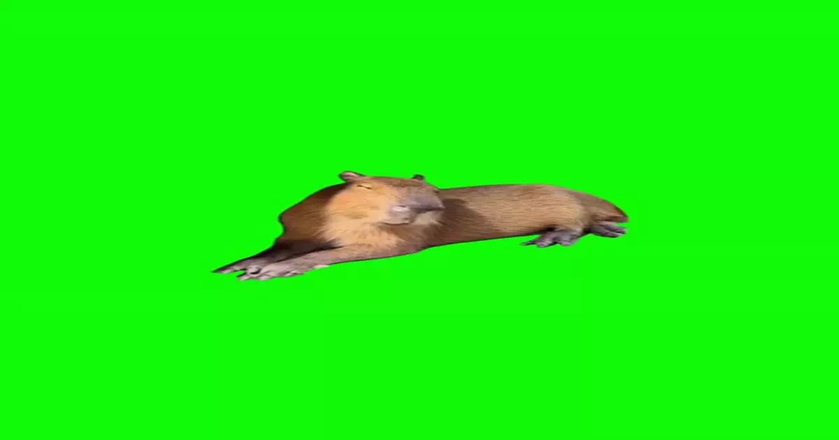 Capybara Yawning Meme Download Video