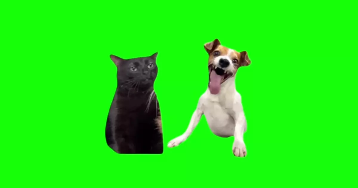 Cat And Dog Meme Download Video
