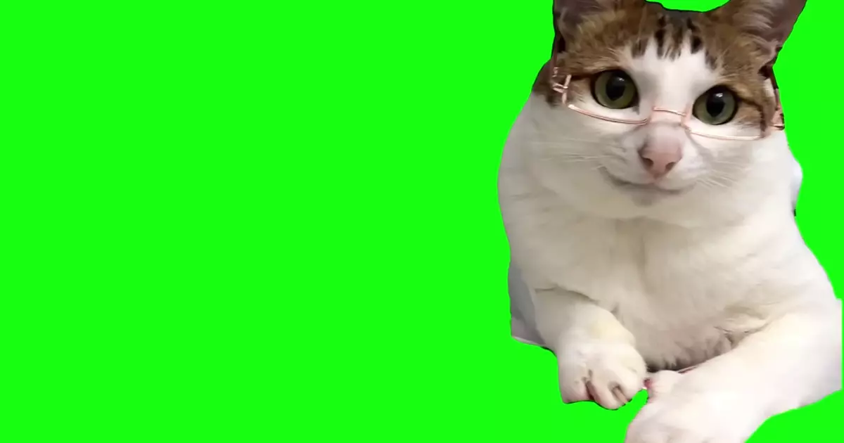 Cat Assistant Meme Download Video