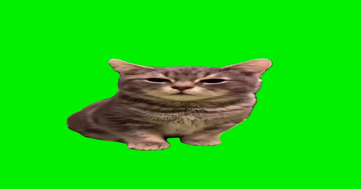 Cat Barking Meme Download Video