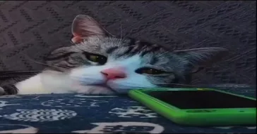 Cat Saying Oh No Meme Download | Video & Audio Meme Video