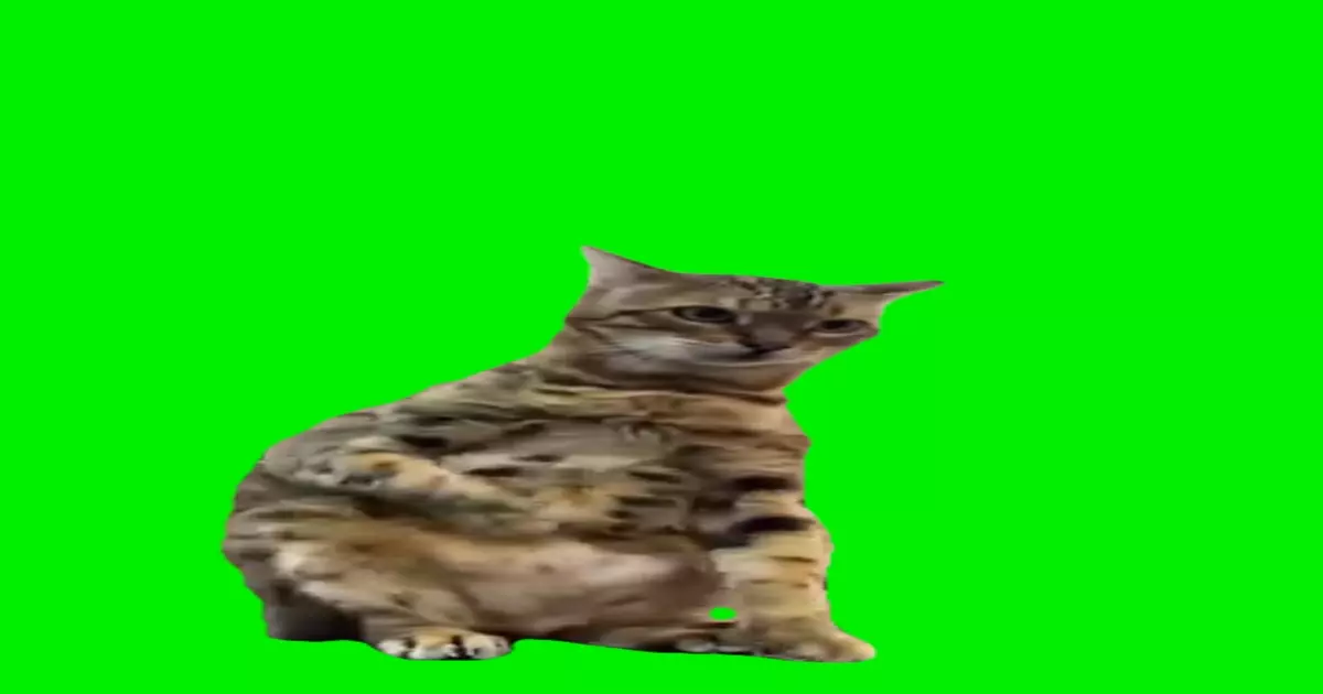 Cat Belly Dance Meme Download Video