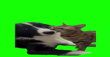 Cat And Dog Meme Download | Video & Audio Meme Video