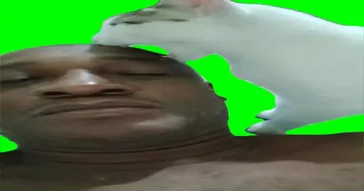 Monkey Attacks Meme Download | Video & Audio Meme Video